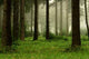 Forest 2 Wall Decal