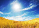 Autumn Field Wall Decal Design 2