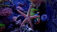 Aquarium scene with Starfish Wall Mural