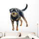 Watercolor Rottweiler Wall Decal