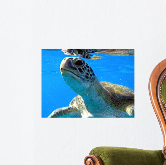 Turtel Curiosity Wall Mural