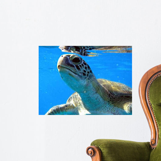 Turtel curiosity Wall Mural