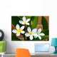 Frangipani Wall Mural