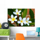 Frangipani Wall Mural