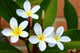Frangipani Wall Mural