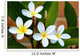 Frangipani Wall Mural