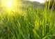 Green Grass Sunset Wall Decal