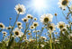 White Daisies Blue Sky Wall Decal Design 1