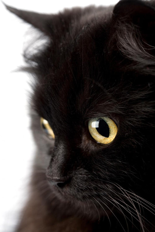 face of cute black cat Wall Decal