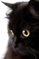 face of cute black cat Wall Decal