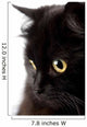face of cute black cat Wall Decal