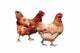 Hens White Wall Decal