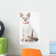Kitten. Thai cat on white background Wall Decal