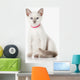 Kitten. Thai cat on white background Wall Decal