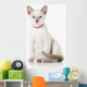 Kitten. Thai cat on white background Wall Decal