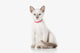 Kitten. Thai cat on white background Wall Decal