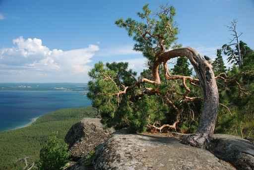Arc Tree Landscape Wall Decal