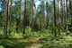 Forest Path Wall Decal