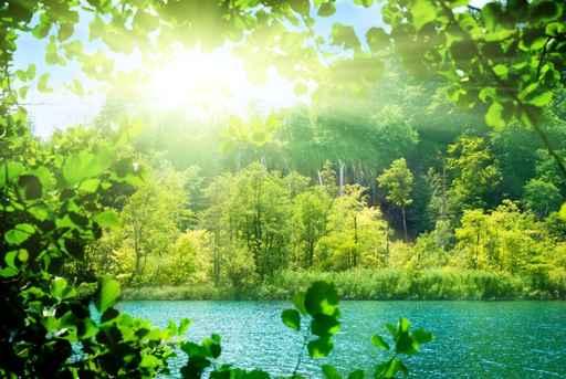 Lake Deep Forest Wall Decal Design 4