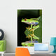 Red eye tree frog Agalycnis callidryas from Costa Rica Wall Mural