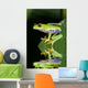 Red eye tree frog Agalycnis callidryas from Costa Rica Wall Mural