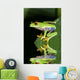 Red eye tree frog Agalycnis callidryas from Costa Rica Wall Mural