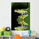 Red eye tree frog Agalycnis callidryas from Costa Rica Wall Mural