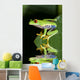 Red eye tree frog Agalycnis callidryas from Costa Rica Wall Mural