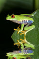 Red eye tree frog Agalycnis callidryas from Costa Rica Wall Mural