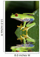 Red eye tree frog Agalycnis callidryas from Costa Rica Wall Mural