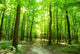 forest Wall Mural