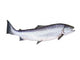 Photo of Salmon on White Background Wall Decal