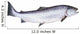 Photo of Salmon on White Background Wall Decal
