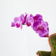 Orchid Wall Decal