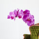 Orchid Wall Decal
