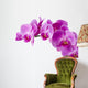 Orchid Wall Decal