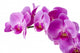 Orchid Wall Decal