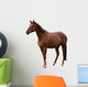 Brown Horse Isolated on White Wall Decal