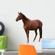 Brown Horse Isolated on White Wall Decal