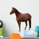 Brown Horse Isolated on White Wall Decal