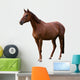 Brown Horse Isolated on White Wall Decal