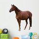 Brown Horse Isolated on White Wall Decal