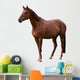 Brown Horse Isolated on White Wall Decal