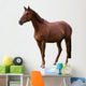 Brown Horse Isolated on White Wall Decal