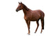Brown Horse Isolated on White Wall Decal