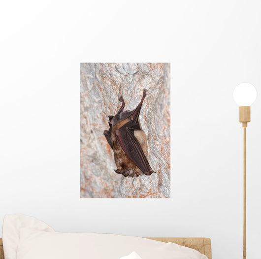 Horseshoe bat Wall Mural