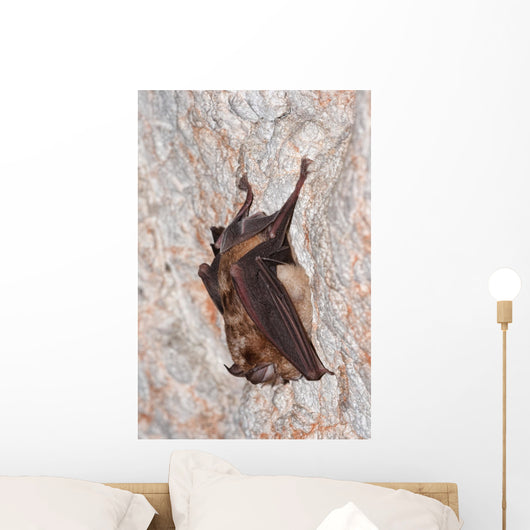 Horseshoe bat Wall Mural