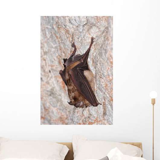 Horseshoe bat Wall Mural