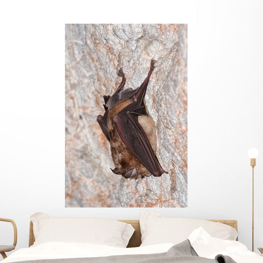 Horseshoe bat Wall Mural