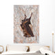 Horseshoe bat Wall Mural